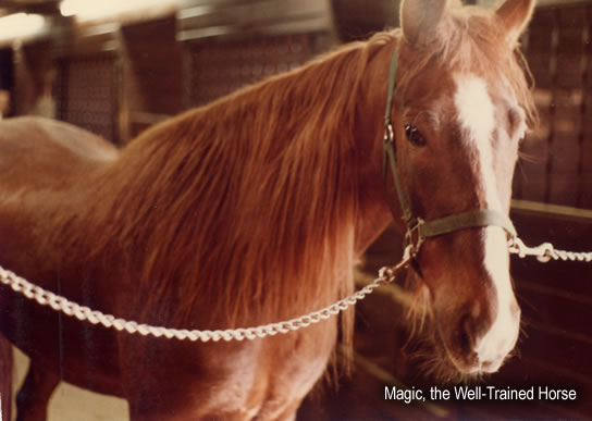 Magic, the Well-Trained Horse