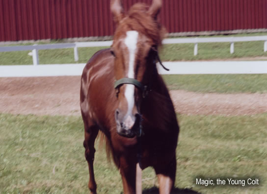 Magic, the Young Colt